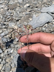 Collomia grandiflora