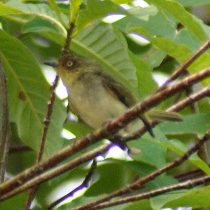 Bay-ringed Tyrannulet (Phylloscartes sylviolus), photo 3