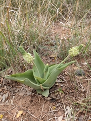 Ledebouria zebrina