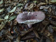 Russula olivacea