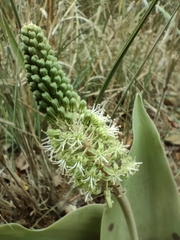 Ledebouria zebrina
