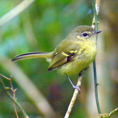 Phylloscartes ventralis