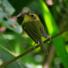 Poecilotriccus plumbeiceps