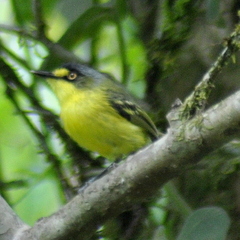 Todirostrum poliocephalum