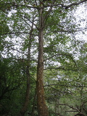 Platanus mexicana