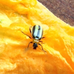 Acalymma trivittatum