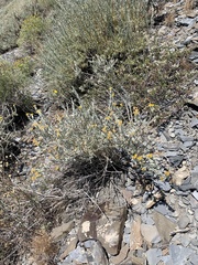 Tetradymia canescens