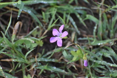 Oxalis drummondii