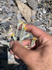Tetradymia canescens