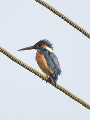 Alcedo atthis