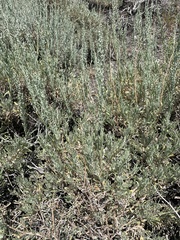 Artemisia arbuscula