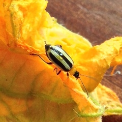 Acalymma trivittatum