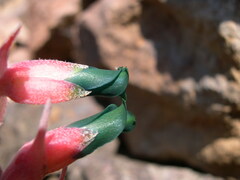 Puya pumila