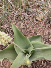 Ledebouria zebrina