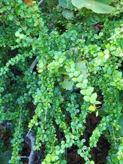 Oplonia spinosa