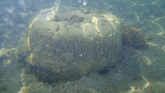 Porites