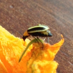 Acalymma trivittatum