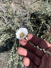 Calochortus bruneaunis