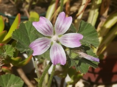 Malva