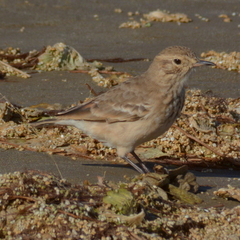 Geositta cunicularia