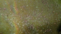 Porites