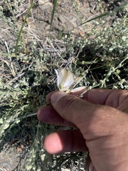 Calochortus bruneaunis