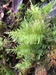 Thuidium