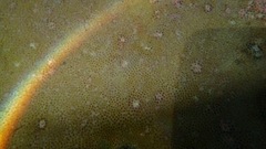 Porites