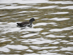 Gallinula chloropus chloropus