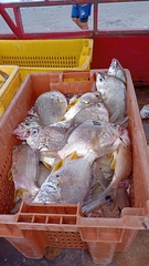 Diapterus peruvianus