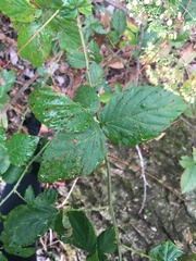 Rubus pensilvanicus