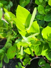Elaeodendron xylocarpum