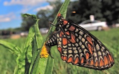 Euphydryas phaeton