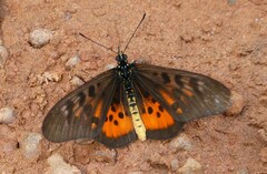 Acraea egina