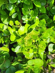 Elaeodendron xylocarpum