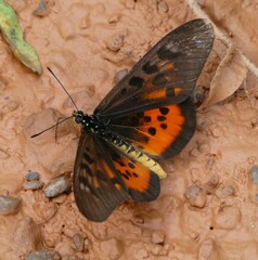 Acraea egina