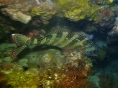 Goniistius rubrolabiatus