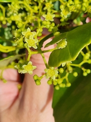 Elaeodendron xylocarpum