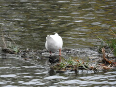 Gallinula chloropus chloropus