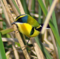 Tachuris rubrigastra