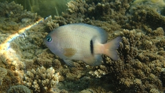 Plectroglyphidodon dickii