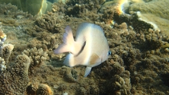 Plectroglyphidodon dickii