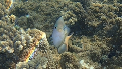 Plectroglyphidodon dickii