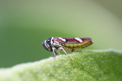 Macugonalia leucomelas