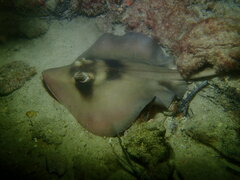 Trygonoptera personata