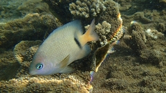 Plectroglyphidodon dickii