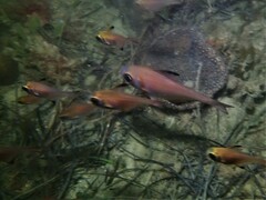 Pempheris klunzingeri