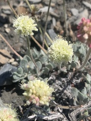Eriogonum anemophilum