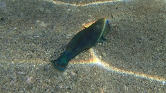 Halichoeres marginatus