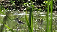 Charadriiformes